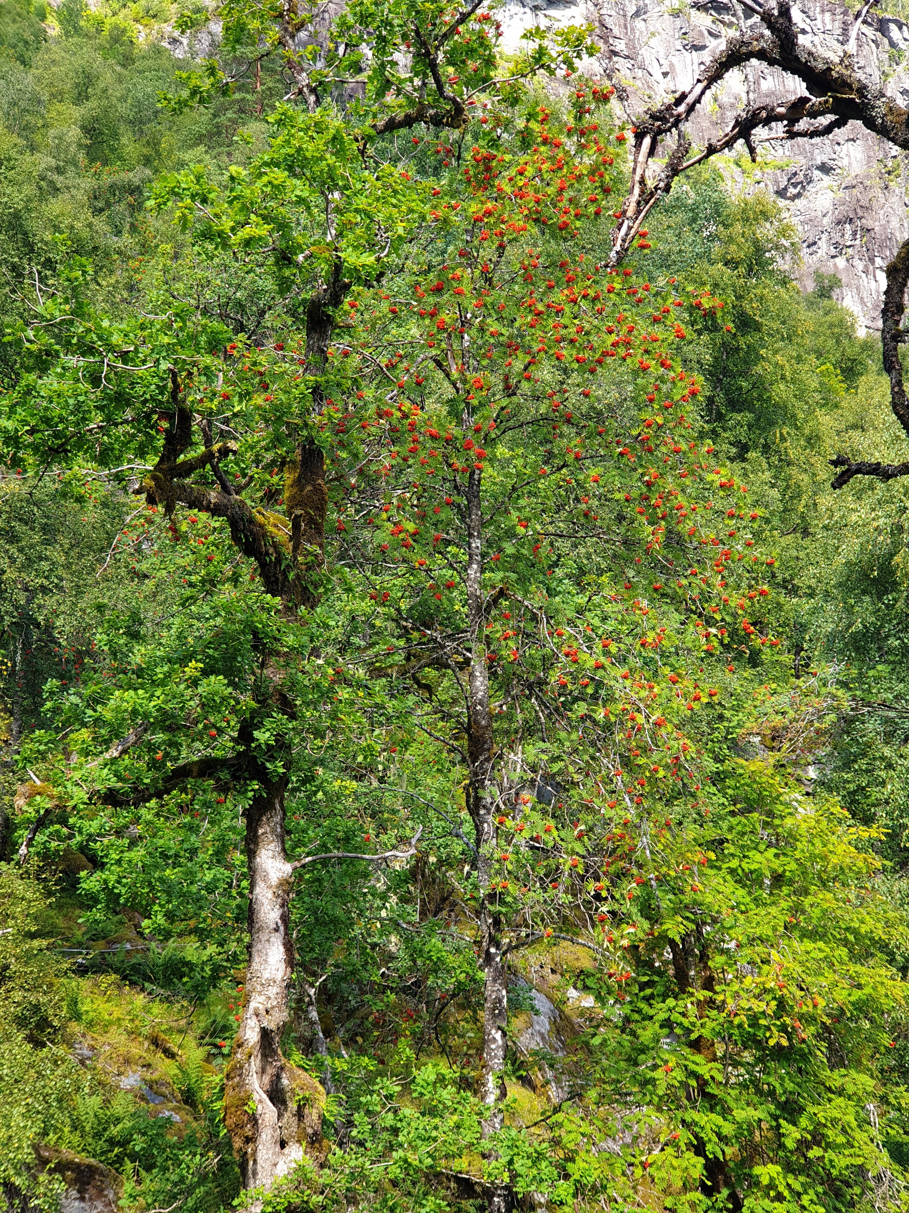 Bilder av naturreservat