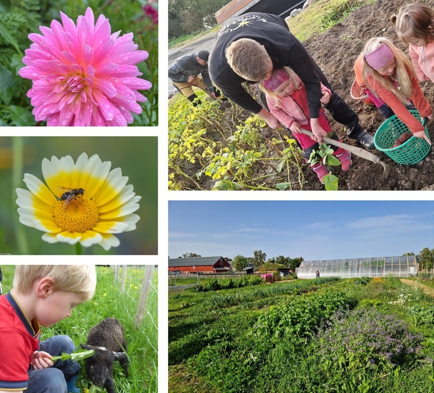 Framsidebilde p&aring; Handlingsplan for urbant landbruk
