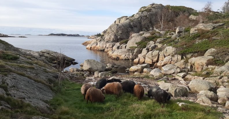 Vinterbeite på Risøya i Lindesnes.