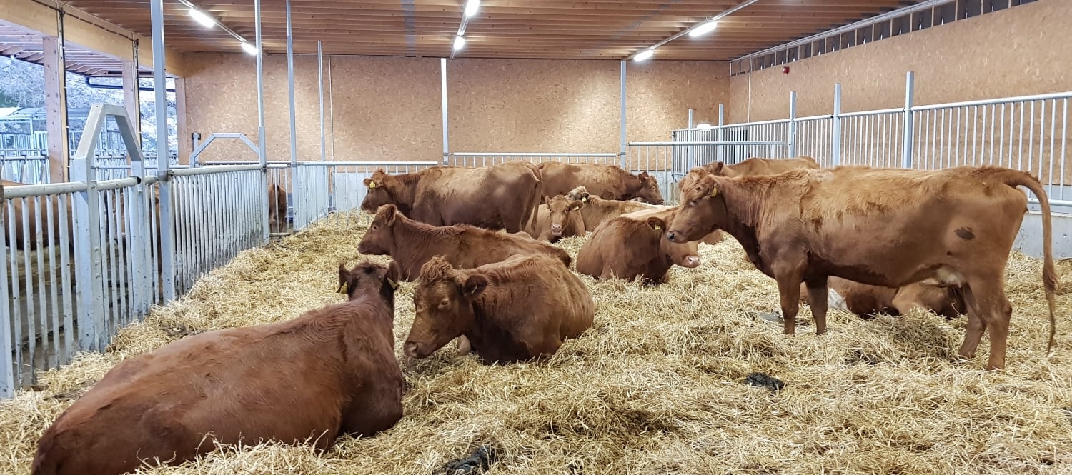 Raudkolle ammeku i binge med halmtalle i fjøs med en åpen vegg.