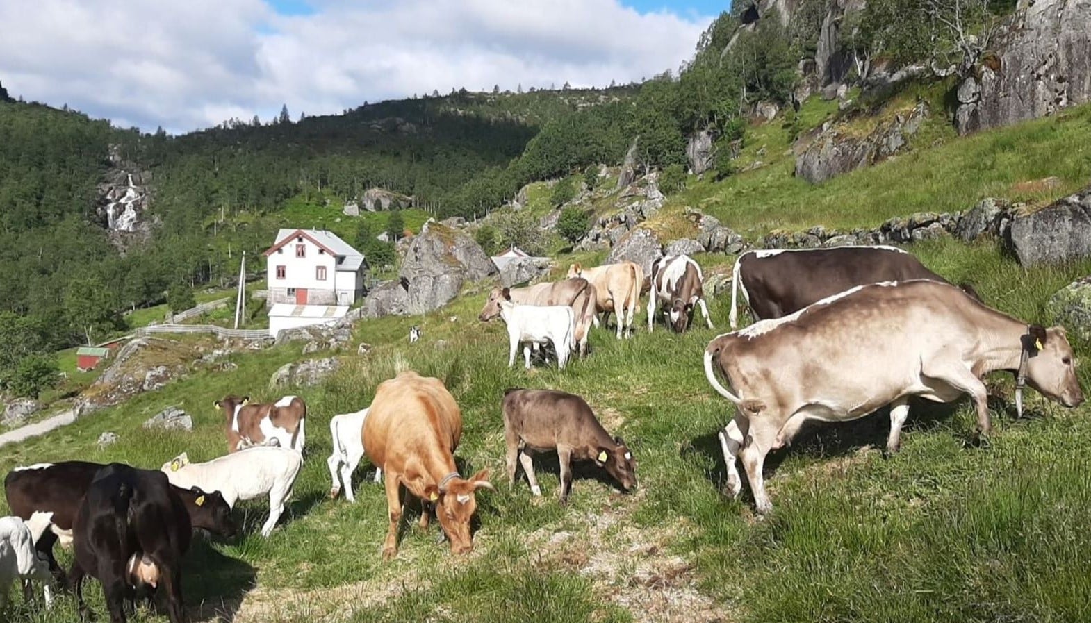 Fjordfe i bratt lende, Salmeli i Kvinesdal.