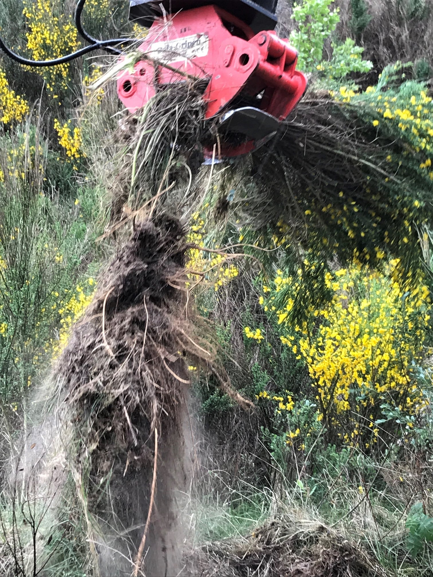 Gyvelen har et svært langt og kraftig rotsystem. Det skal kraftig verktøy til for å dra denne opp av jorda. Foto: Bjørn Vikøyr. Gyvelen har et svært langt og kraftig rotsystem. Det skal kraftig verktøy til for å dra denne opp av jorda.
