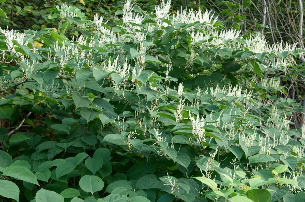 En stor forekomst av parkslirekne som blomstrer. 