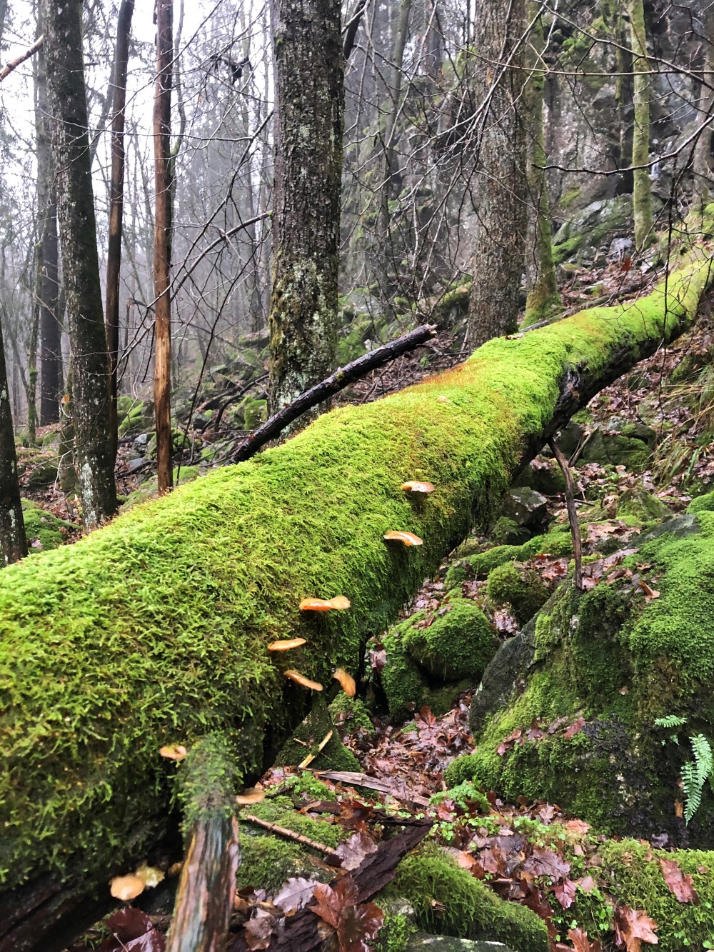 Rik edelløvskog i Myran naturreservat