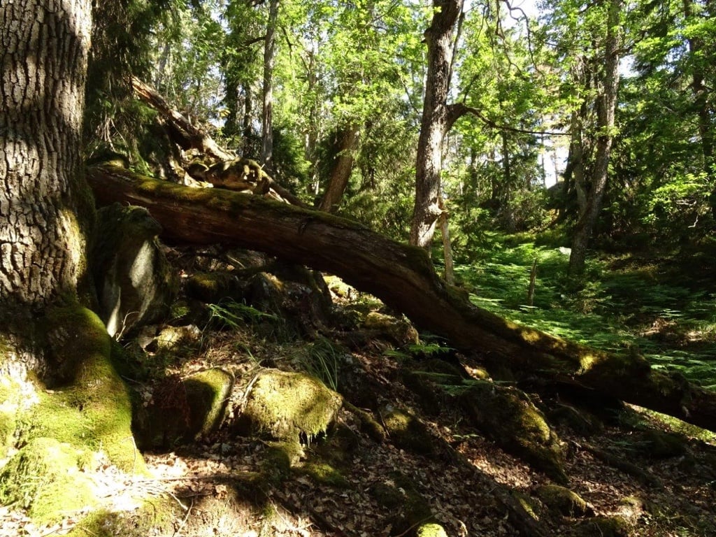 Eldre eik i Hækjenkleiv naturreservat.