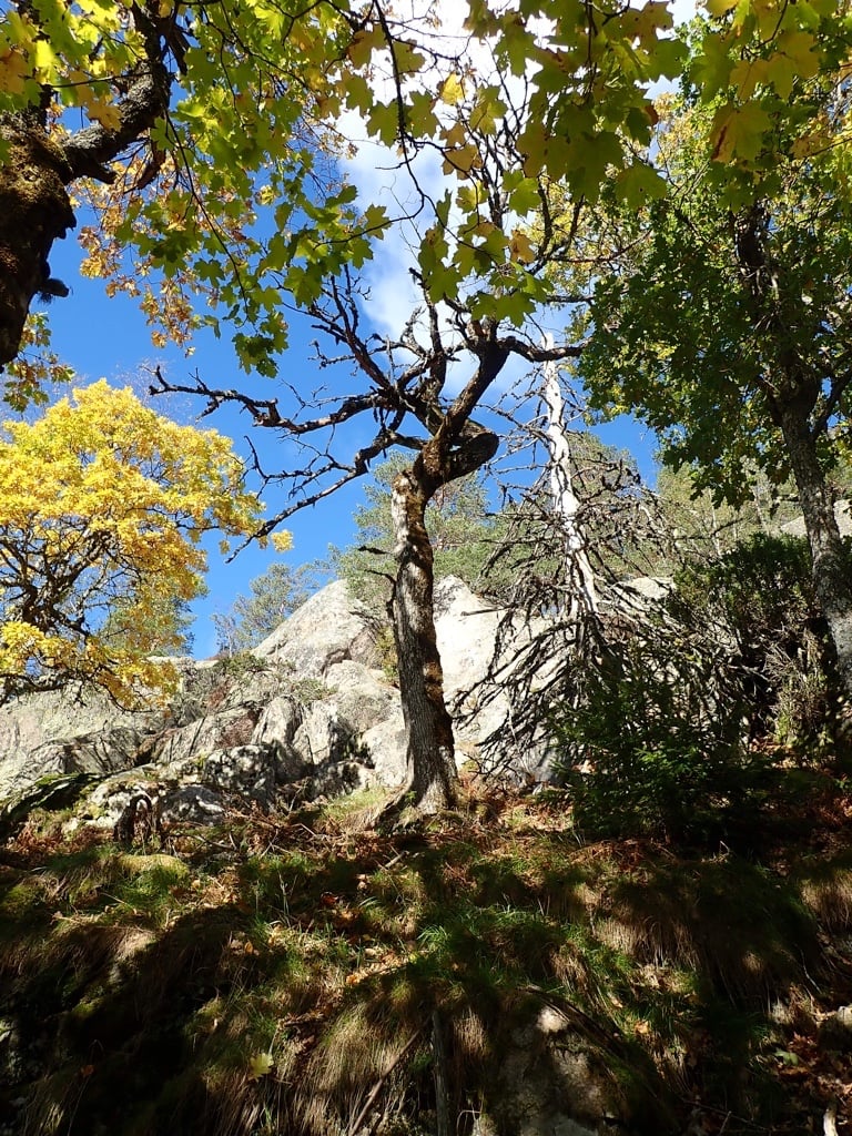 Gammel blandingsskog i Åmtona naturreservat