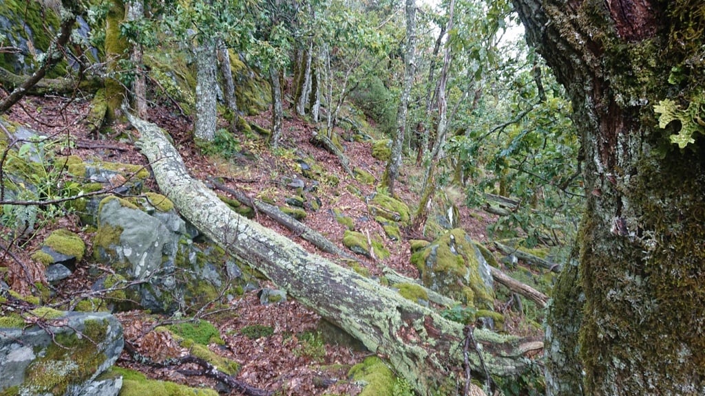 Grov eikeskog i det foreslåtte Ubergfjellet naturreservat.