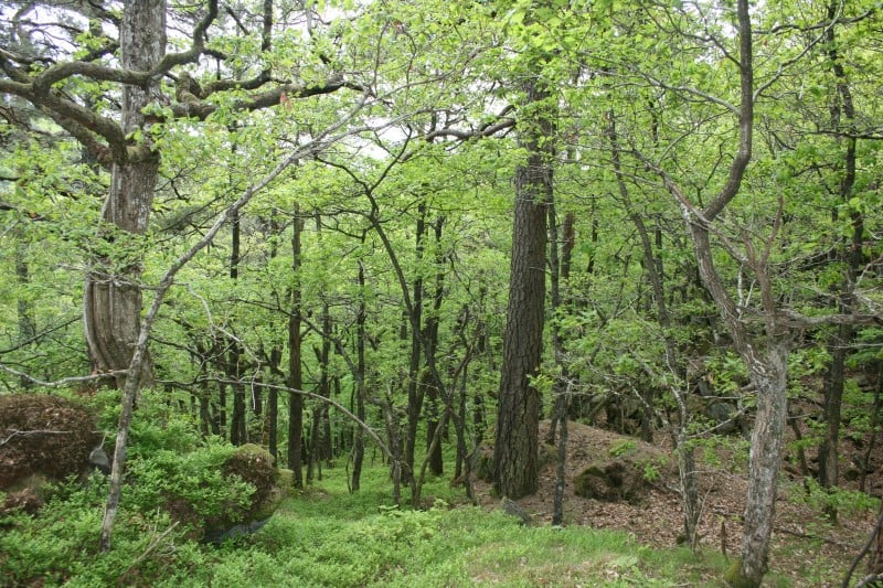 Gammel eikeskog i Nedre Timenes naturreservat.