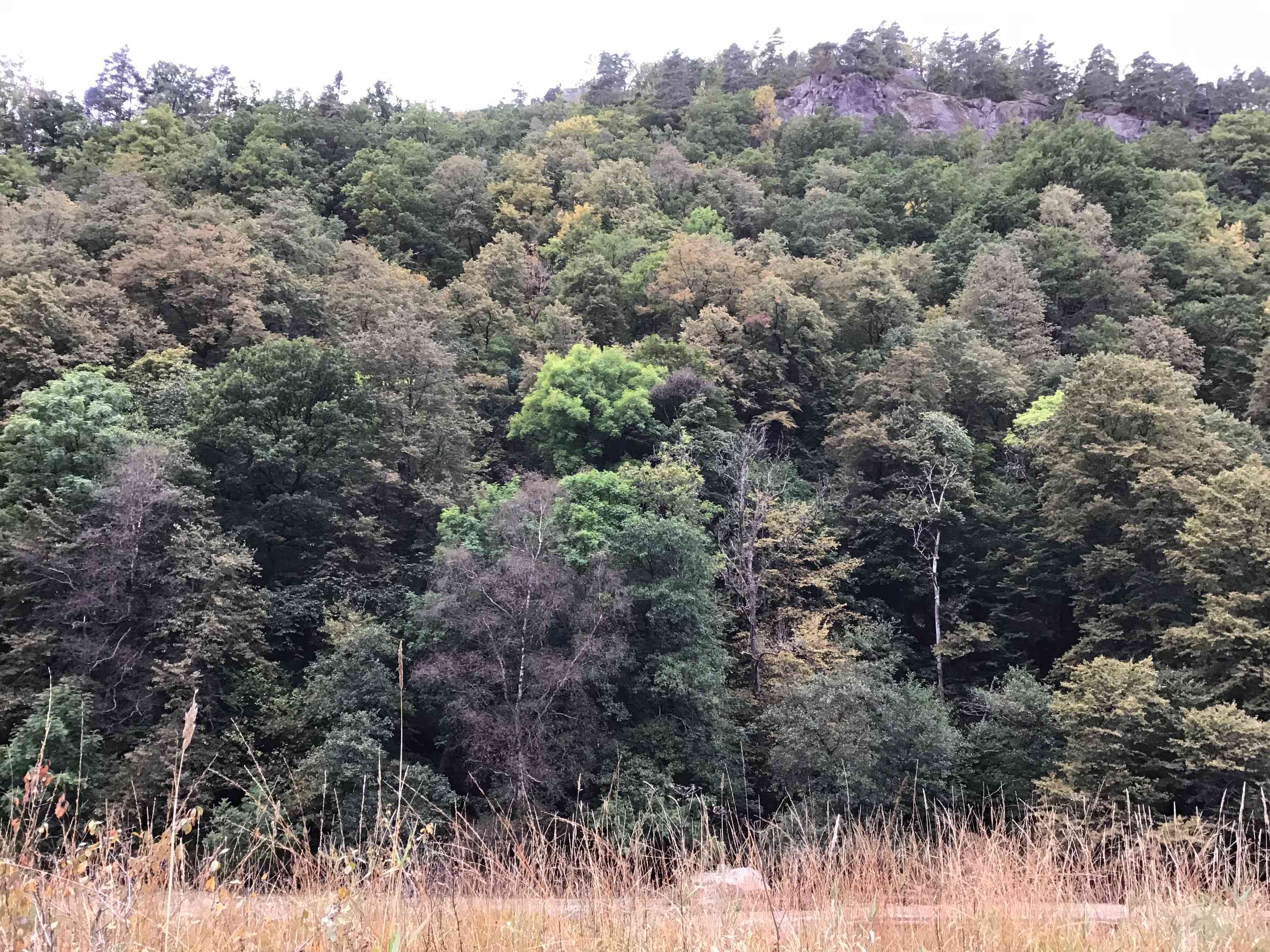 Edelløvskog i området som er foreslått som Steinsfjell naturreservat