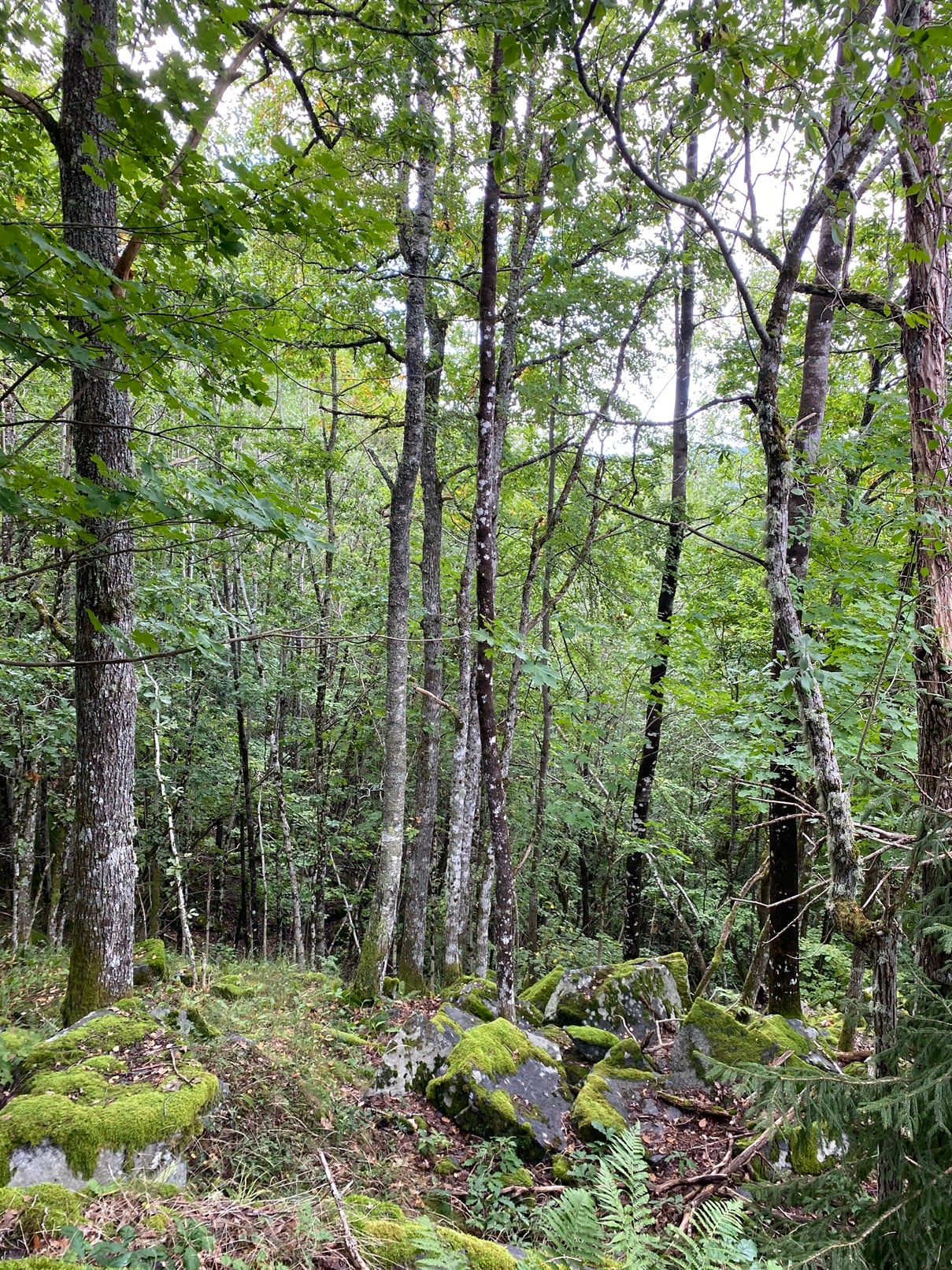 Rik edelløvskog i Lauvåsen ved Vormvik naturreservat
