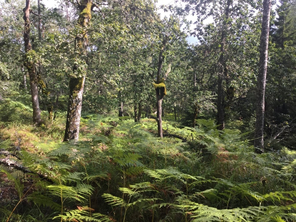 Gammel eikeskog i Kjetevannsfjellet naturreservat.