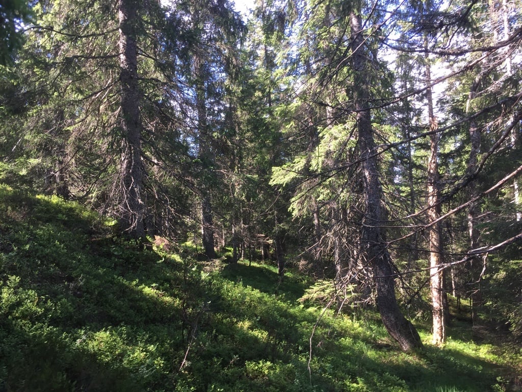 Gammel, naturskogsnær granskog i foreslått utvidelsesområde. 