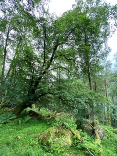 Gammelt lindetre i Sporkland naturreservat, Sirdal kommune.