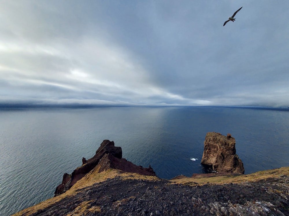 Havhesten er en av de mange sjøfulgartene  som hekker på Jan Mayen. Her  ved fjellet Kvalrossen. 