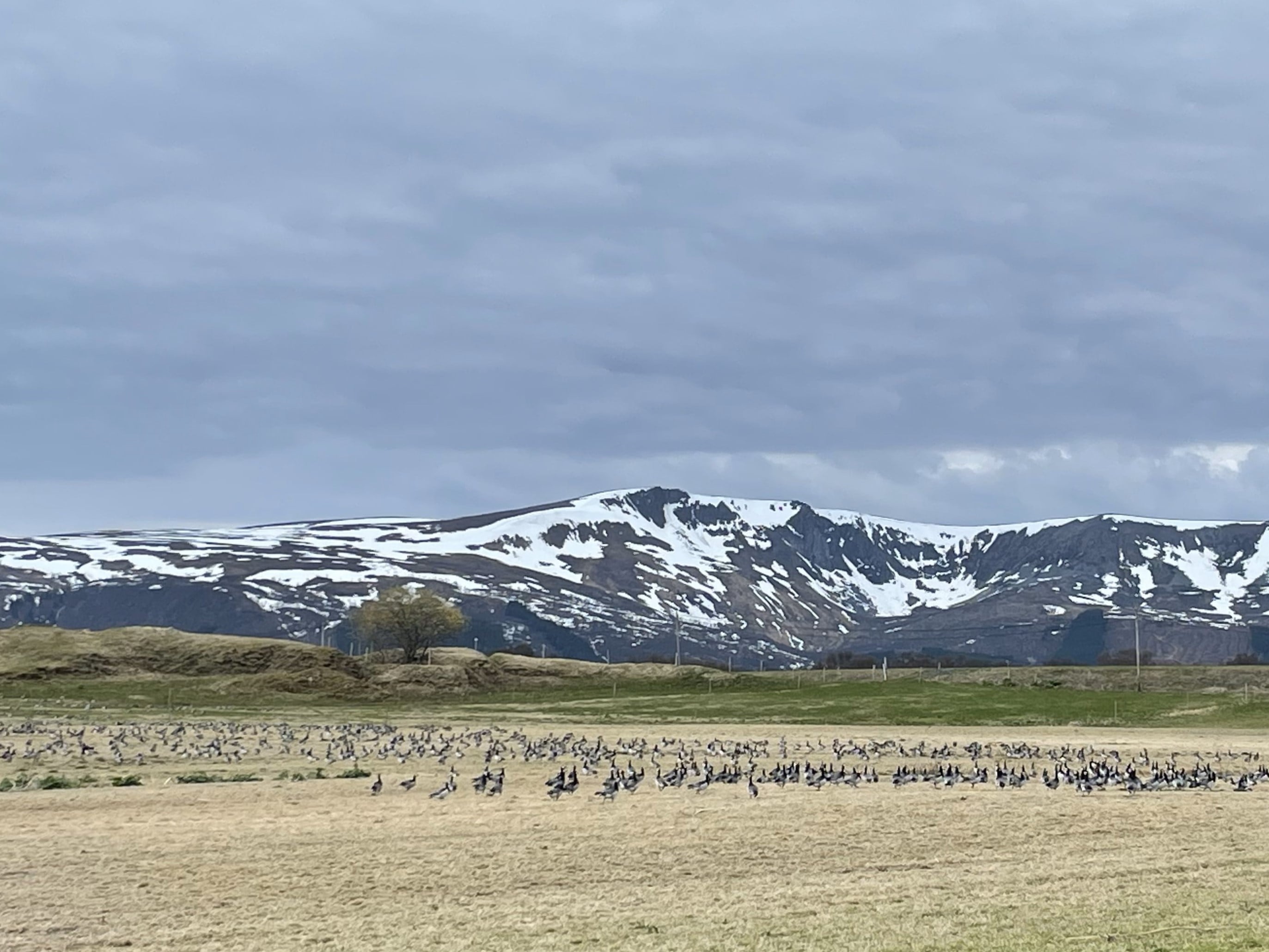 Kvitkinngås på snauspist eng
