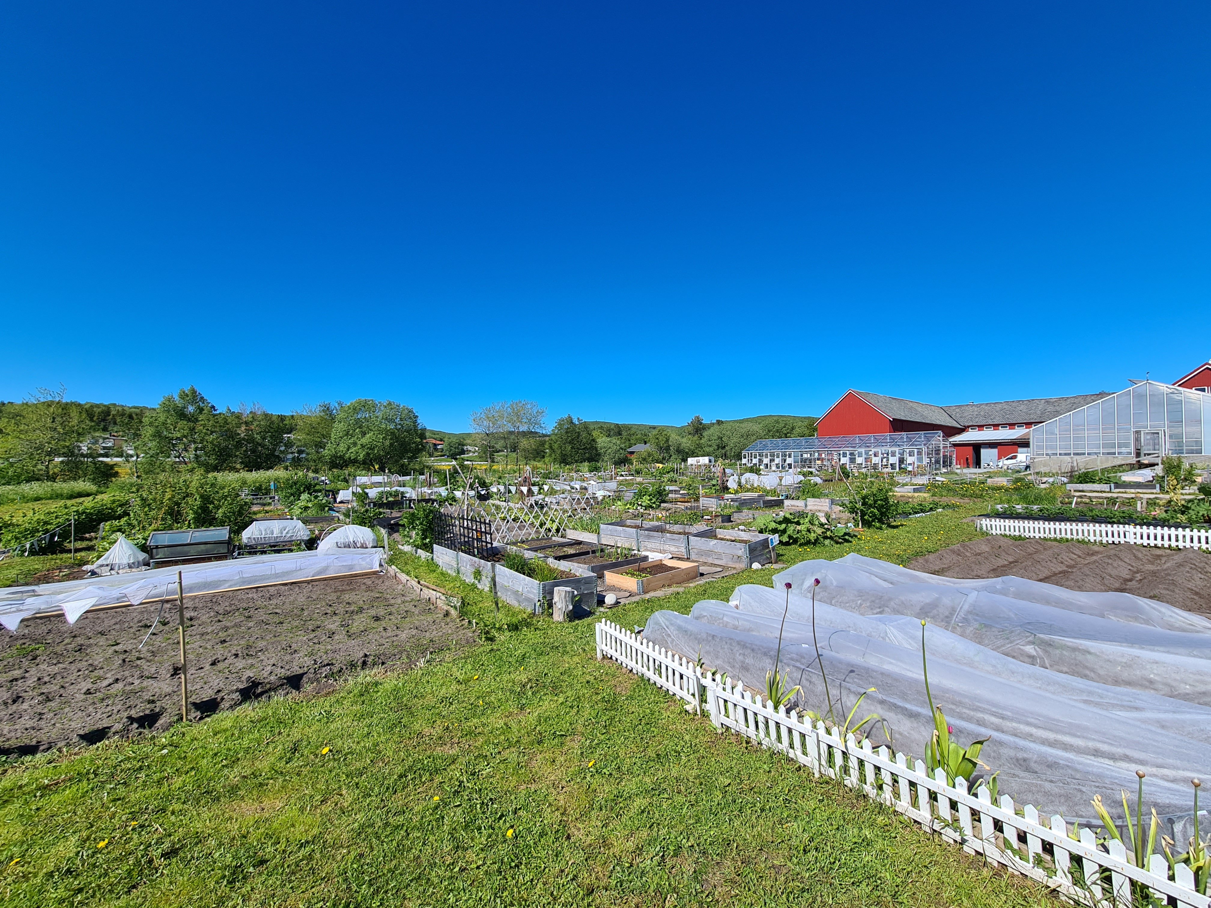 Markedshage i Bodø 