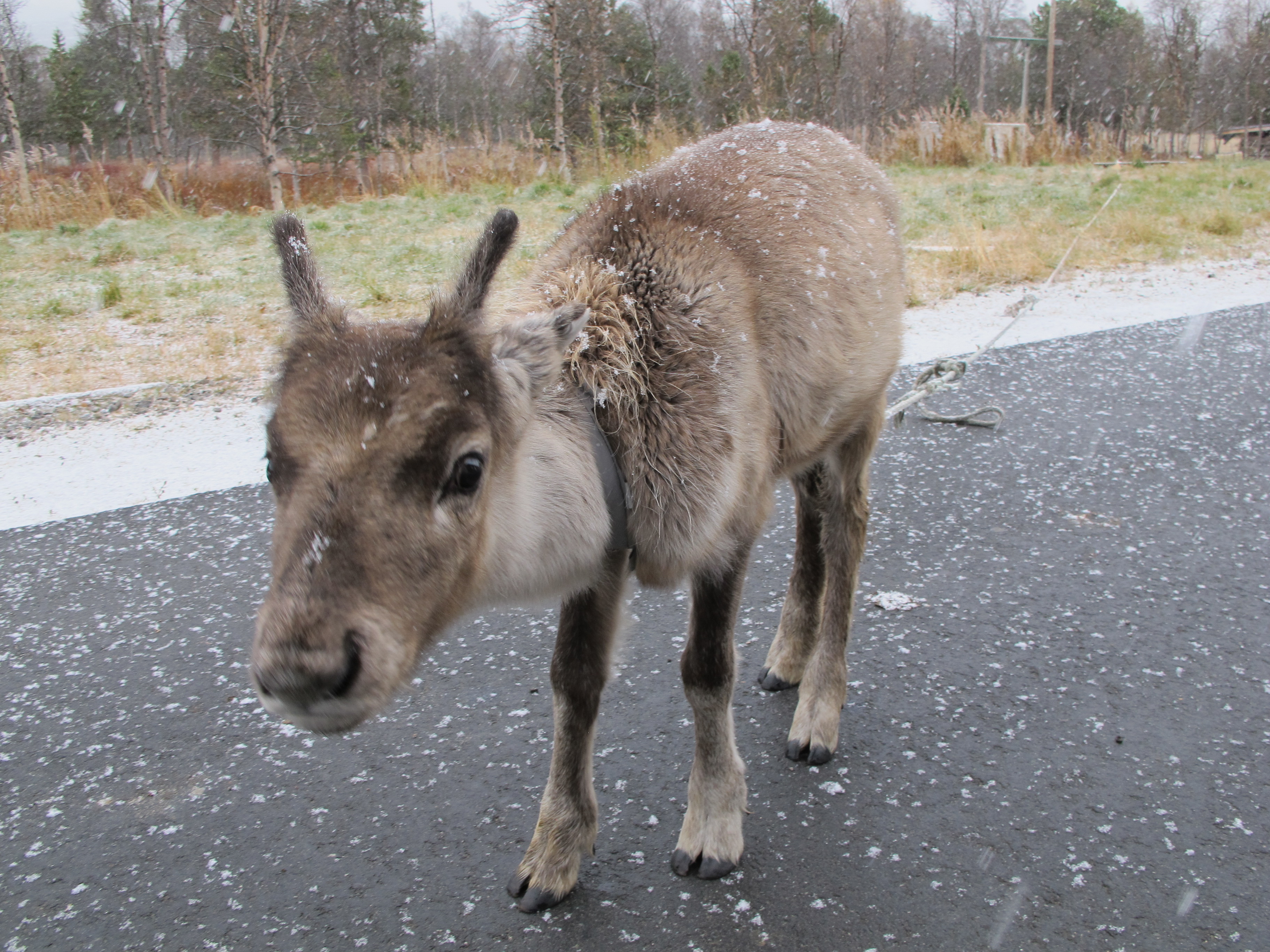 Bilde av reinkalv