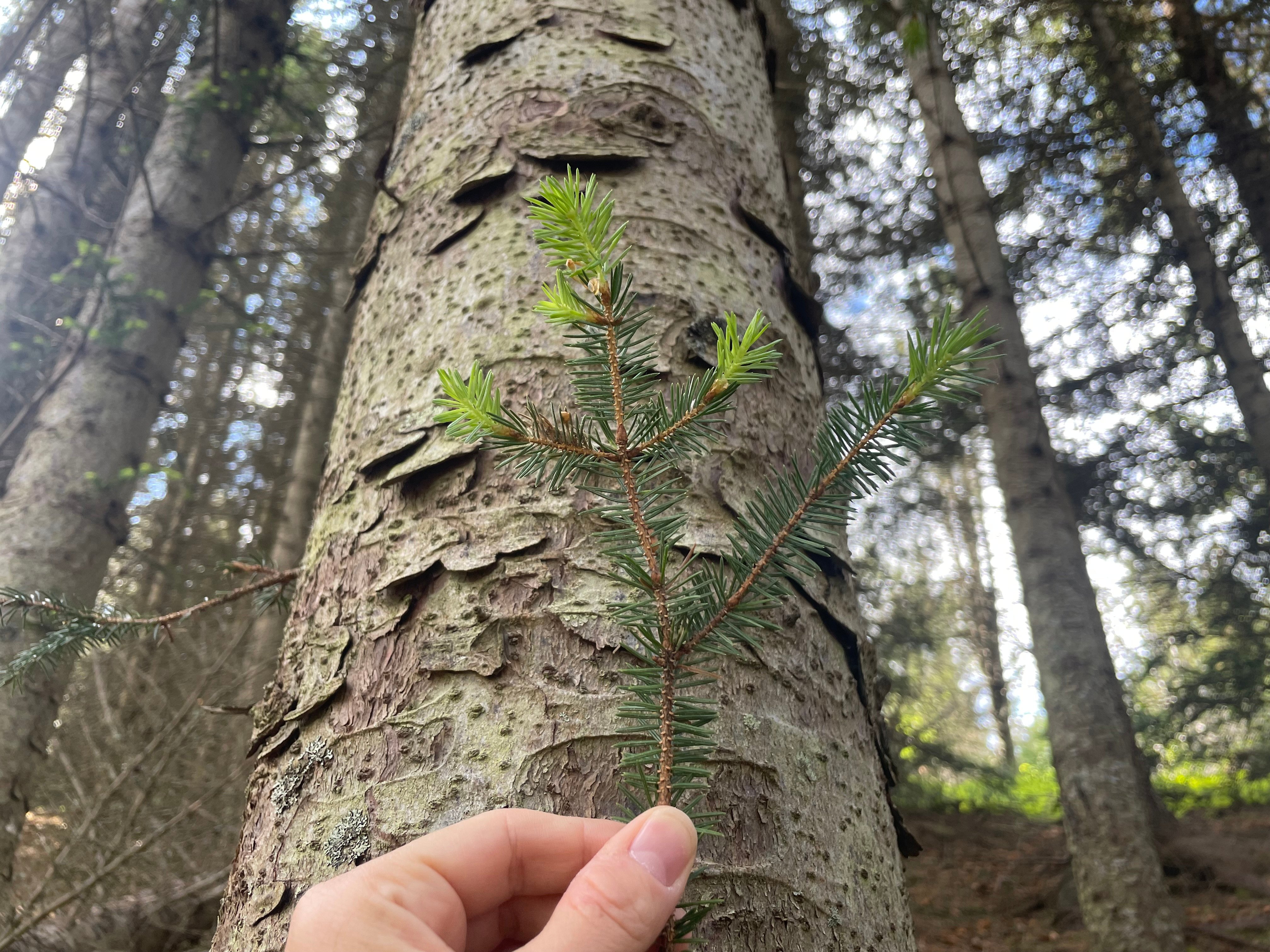 Grønn kvist mot trestamme i en sitkagranskog.