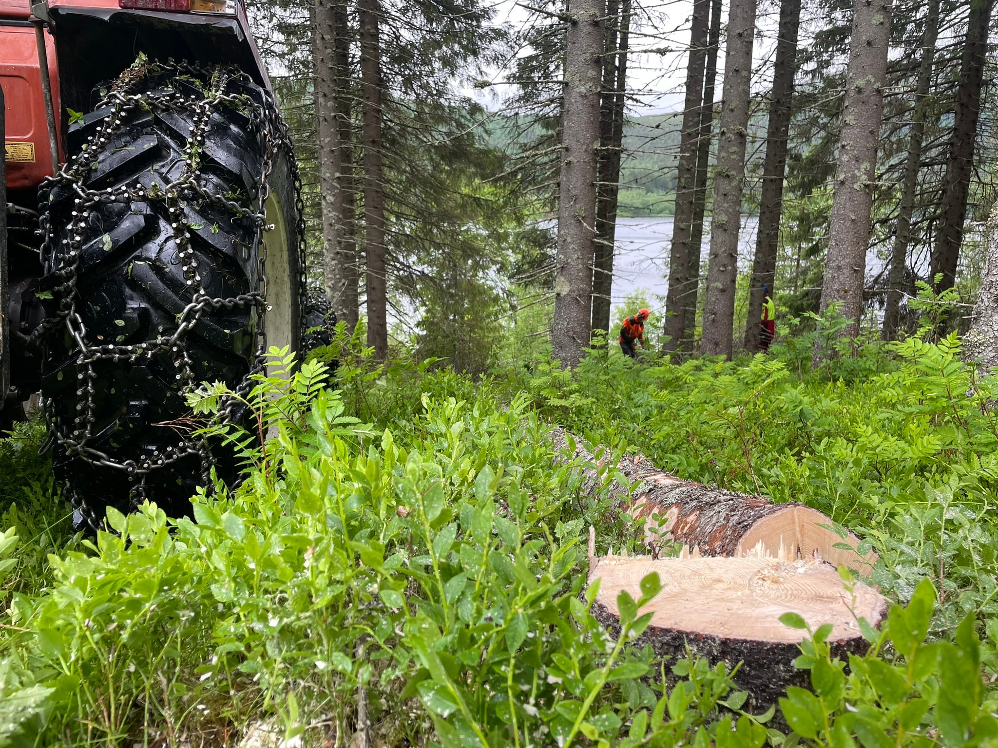 Trestubbe, traktor, skog
