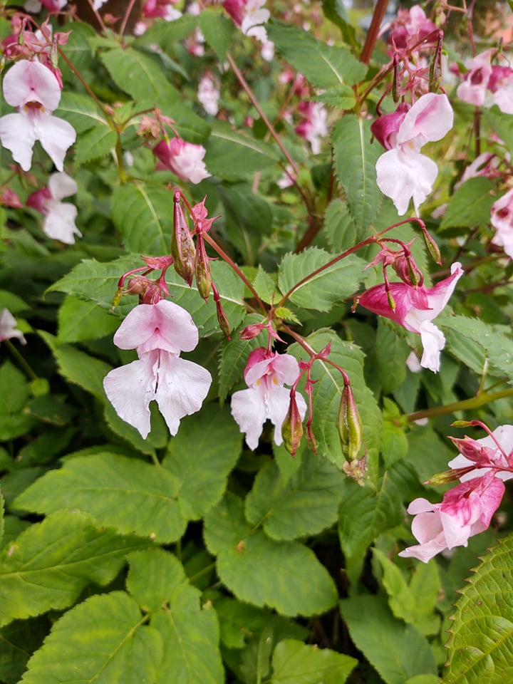 Kjempespringfrø.