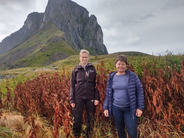 F.v Elisabeth Nesheim-Hauge, Rådgiver Klima og Miljø Statsforvalteren i Nordland, June Grønseth tidl. Leder i Naturvernforbundet i Lofoten foran bestand av værøyslirekne som har blitt behandlet med glyfosat. Nordlandsnupen i bakgrunnen. 