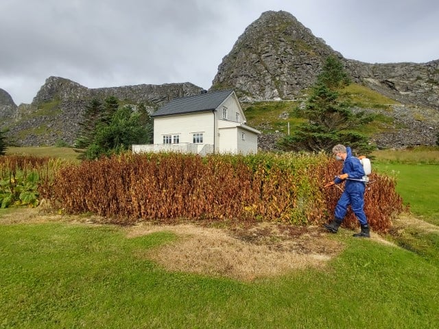 Gustav Karlsen, Norsk Landbruksrådgivning, innehar autorisasjonsbevis for bruk av plantevernmidler. Her sprøytes en bestand værøyslirekne. 