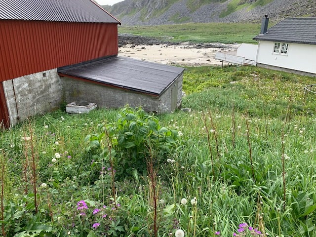 Når planten har fått fotfeste i strandsonen kan det fort fortrenge opprinnelig vegetasjon. Her ser du en liten tue med værøyslirekne i forgrunnen, og du kan skimte en større bestand lengre nede mot stranden mellom fjøset og huset.