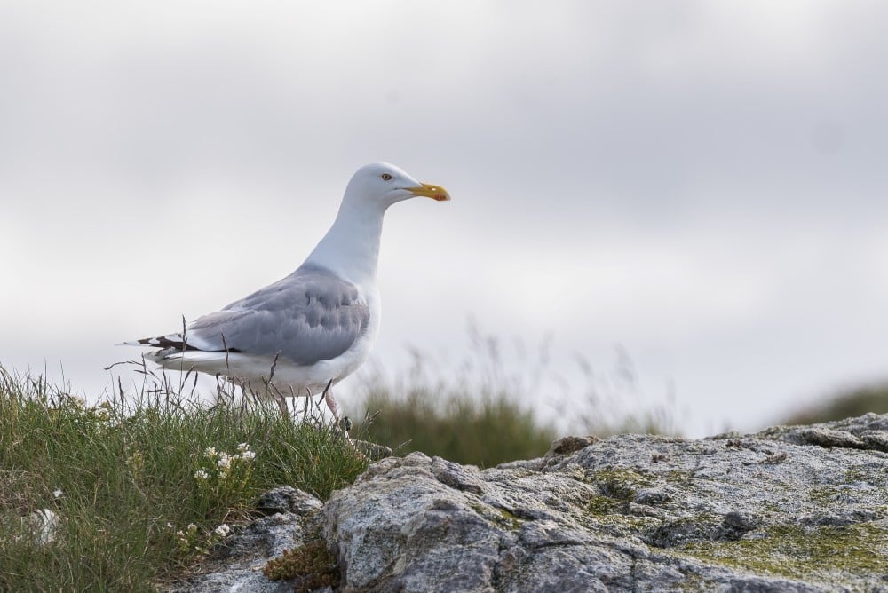 Gråmåke. 