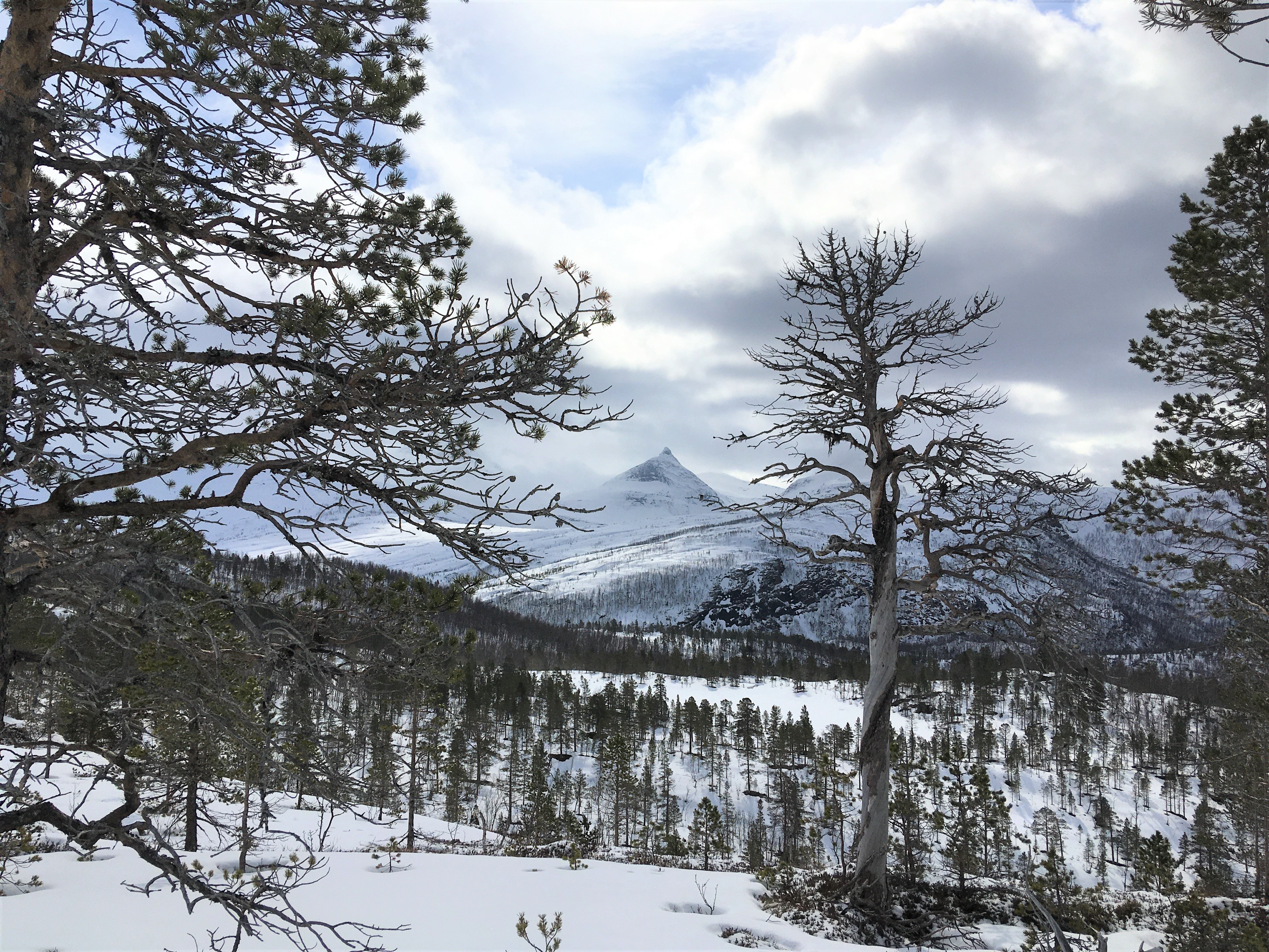 Utsikt mot fjell og furuskog i Melkevatn-Hjertvatn-Børsvatn naturreservat.