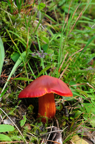 Skarlagenvokssopp.