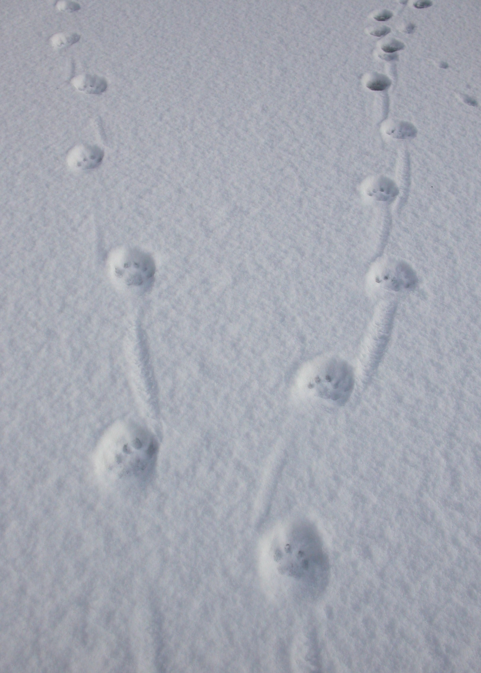 Runde spor i snøen.