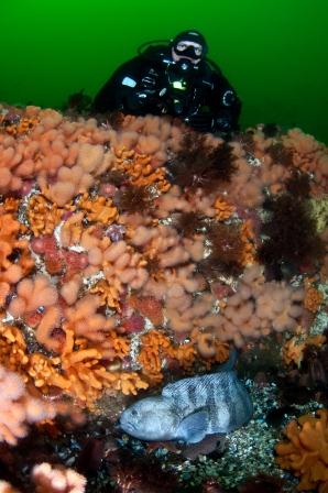 Anemoner, dødmannshånd, sjøpølser og steinbit i Saltstraumen. Foto: Lill Haugen Anemoner, dødmannshånd, sjøpølser og steinbit i Saltstraumen. Foto: Lill Haugen