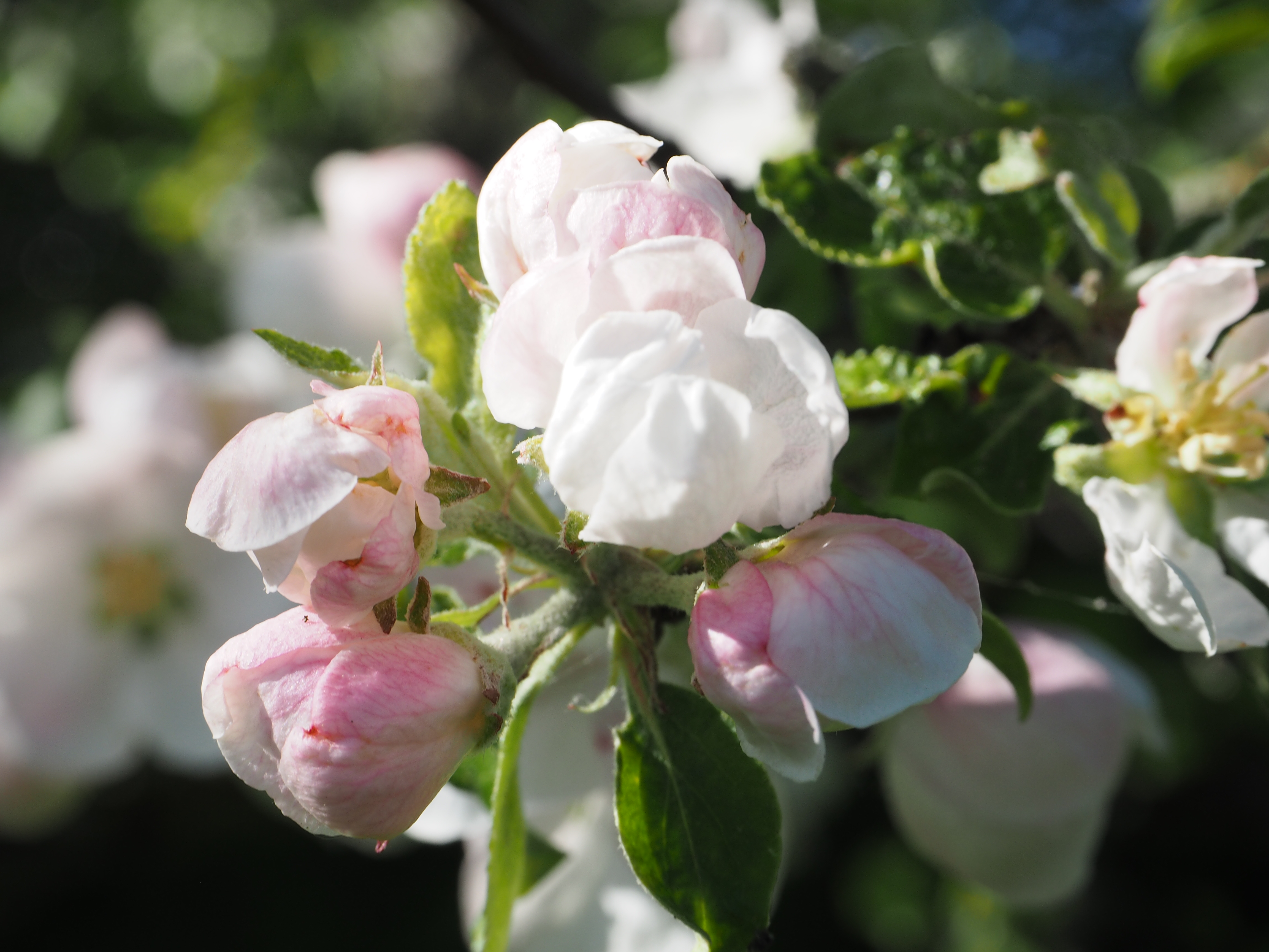 Epleblomster