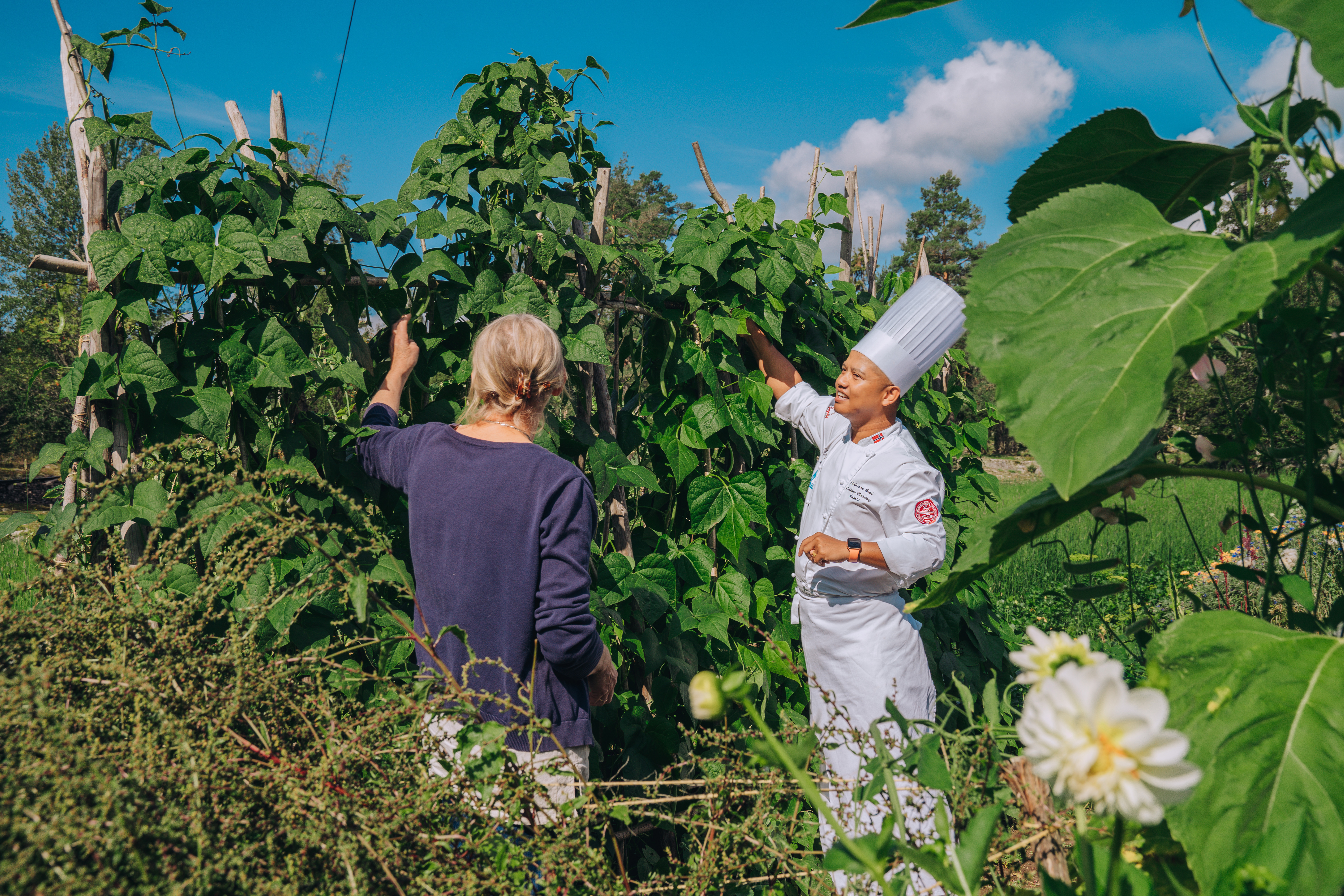 Grønne planter, blå himmel, mennesker, kokk