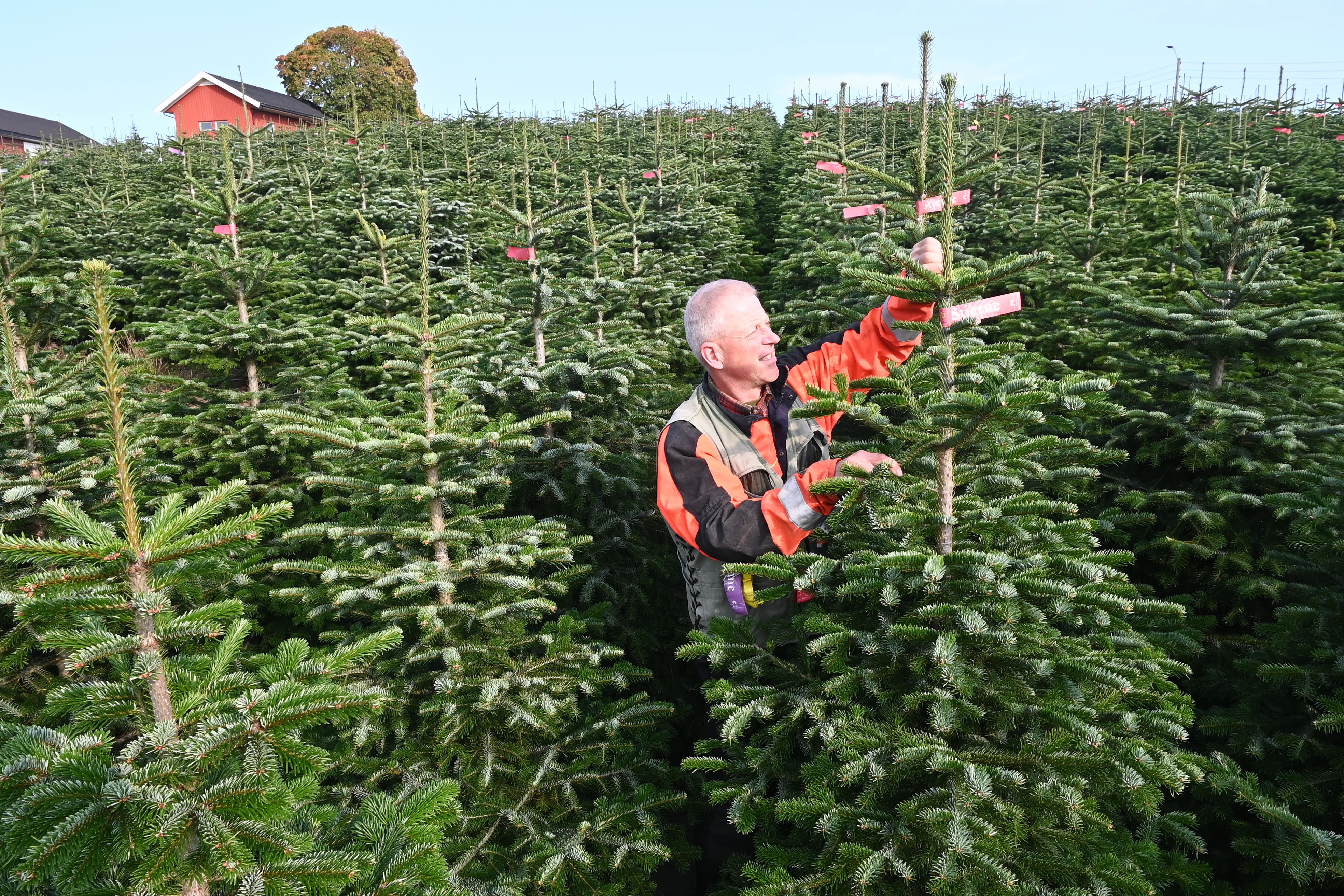 Juletre produksjon 