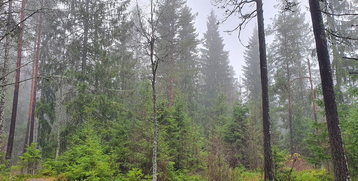 Skog