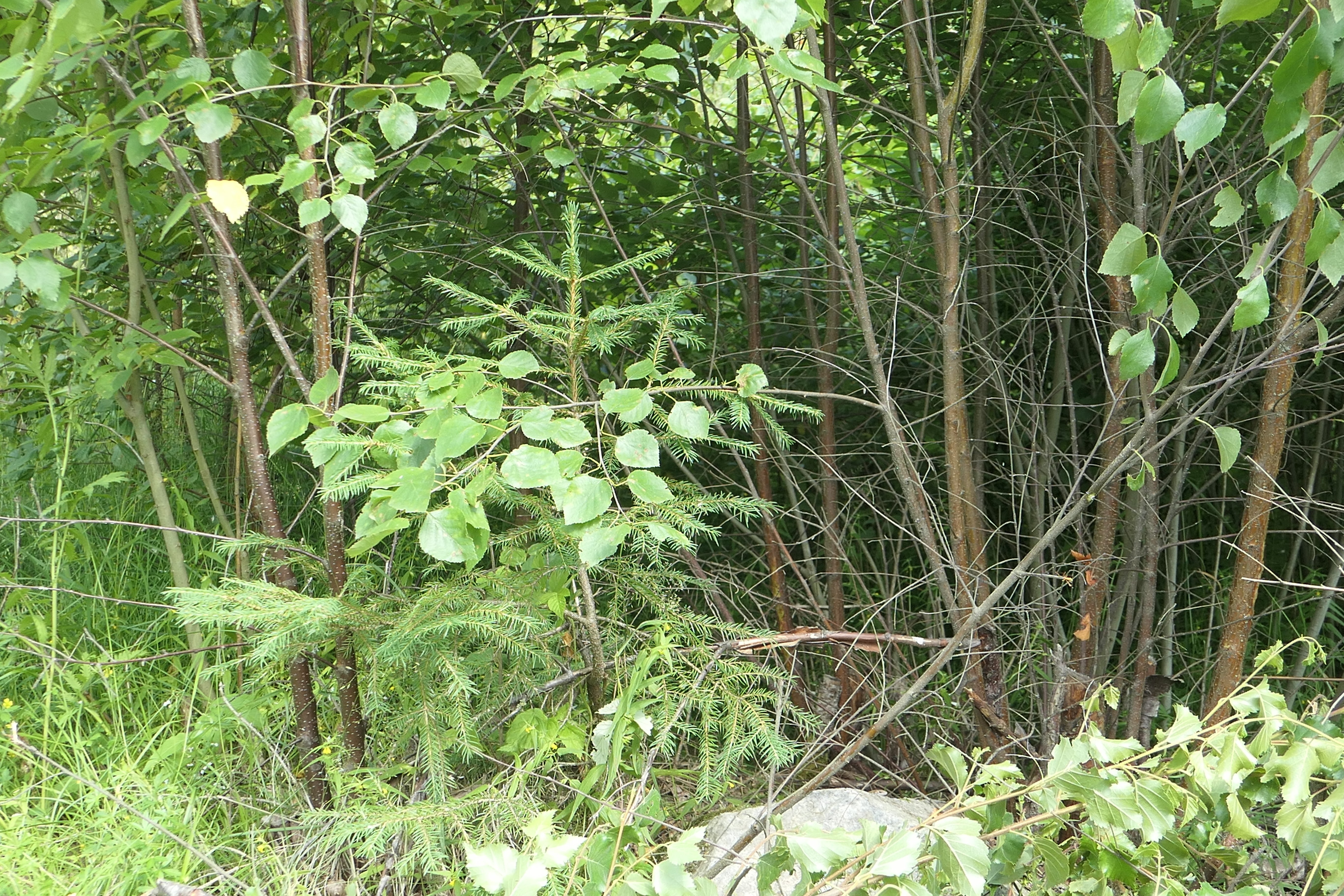 Bilde som viser overgrodd skog, grønne planter