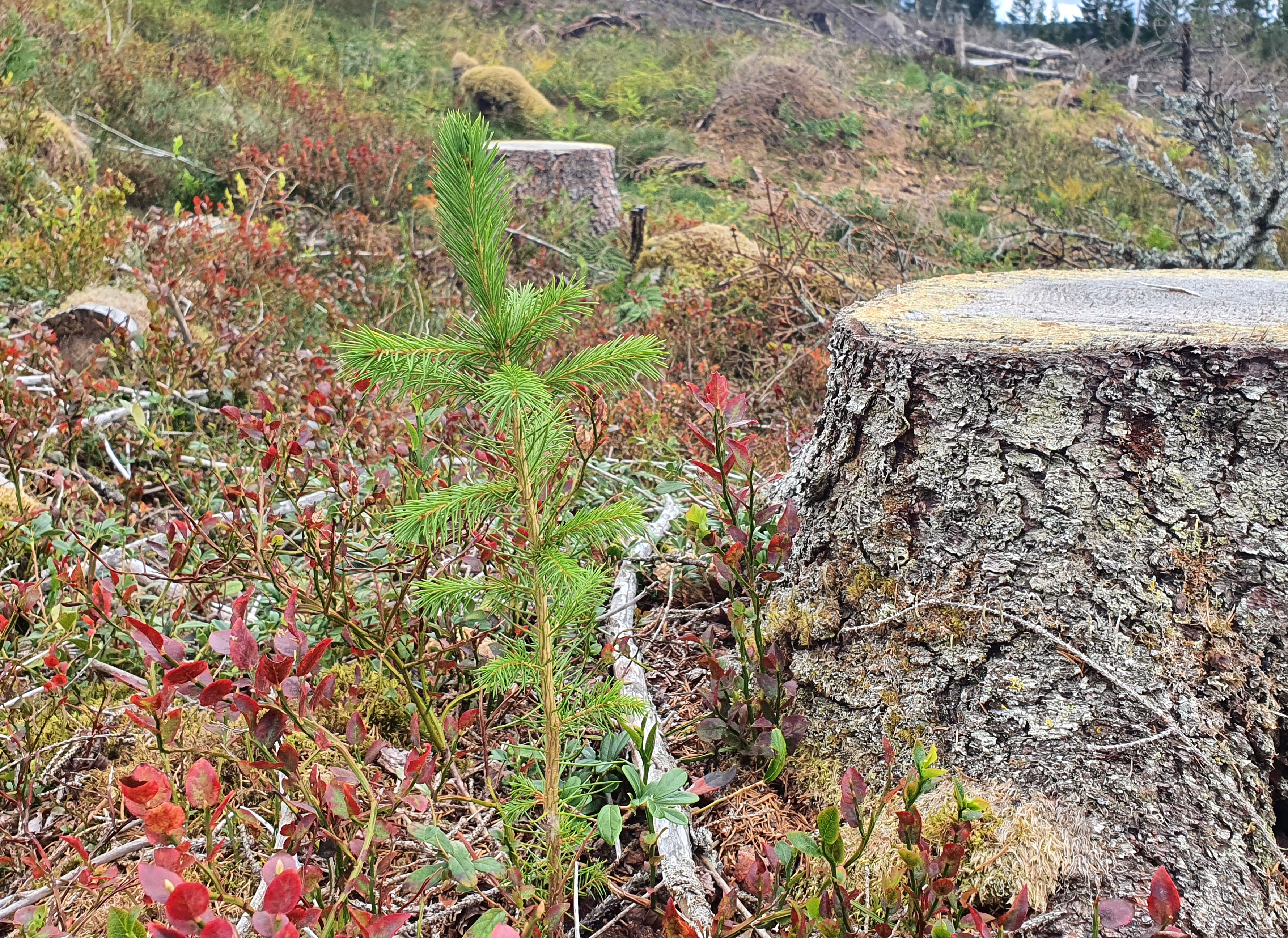 Bilde som viser grønn granplante, stubbe, lyng