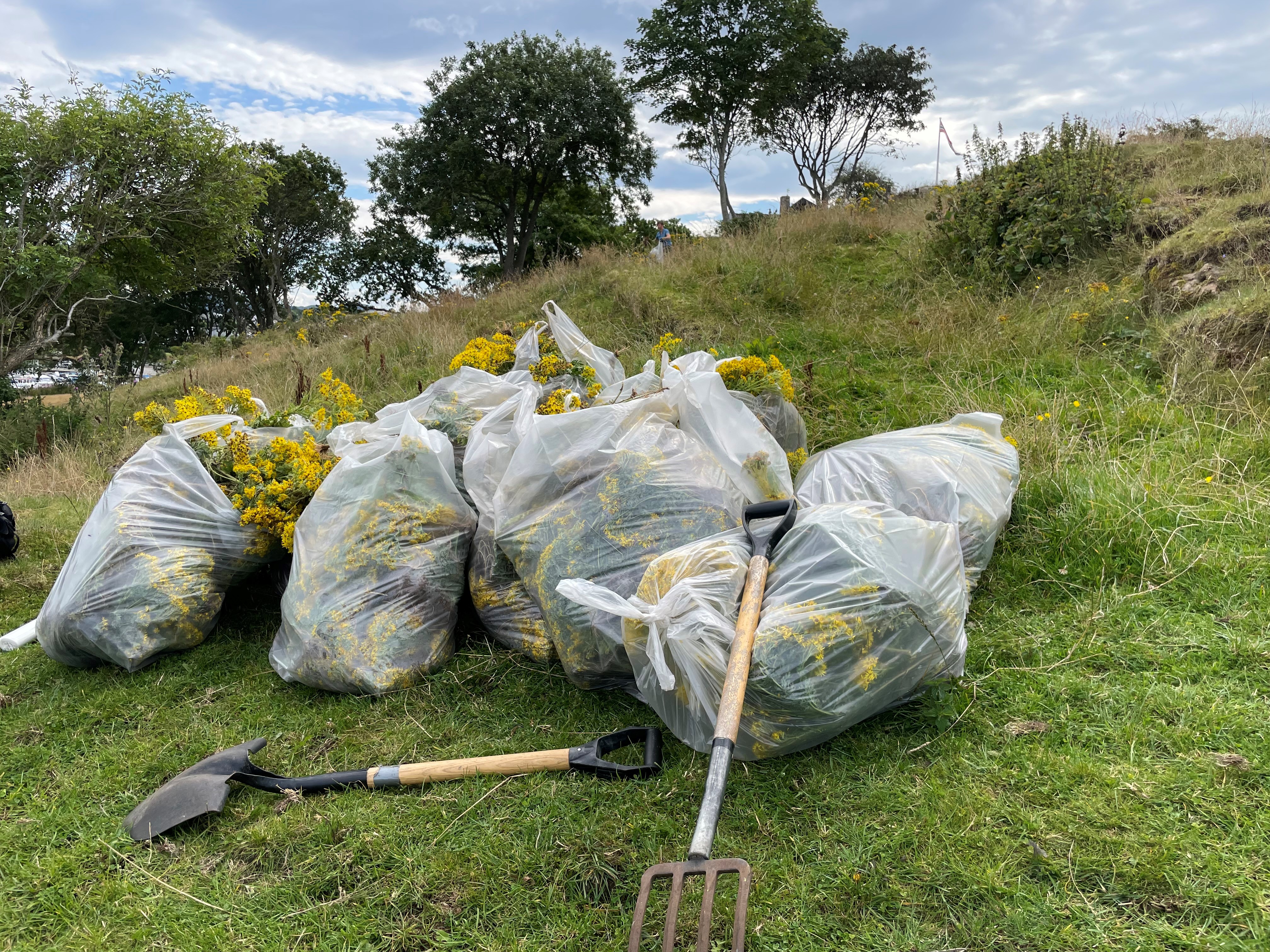 Landøyda må ikkje ligge att i beitet etter luking. 