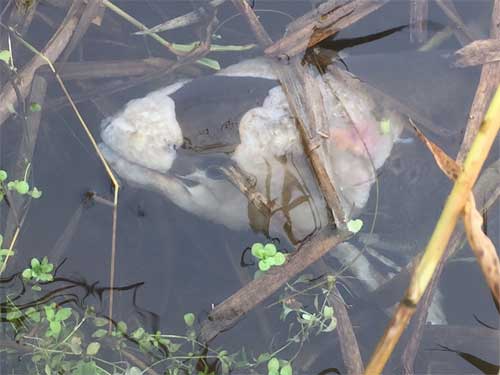 Saprolegnia-infeksjon på gytemoden laks i Håelva. Kraftig infeksjon av soppen kan føra til at fisken døyr på grunn av problem med regulering av veskebalansen i kroppen. Denne fisken døydde truleg før den nådde gyteplassen. Saprolegnia-infeksjon på gytemoden laks i Håelva. Kraftig infeksjon av soppen kan føra til at fisken døyr på grunn av problem med regulering av veskebalansen i kroppen. Denne fisken døydde truleg før den nådde gyteplassen.