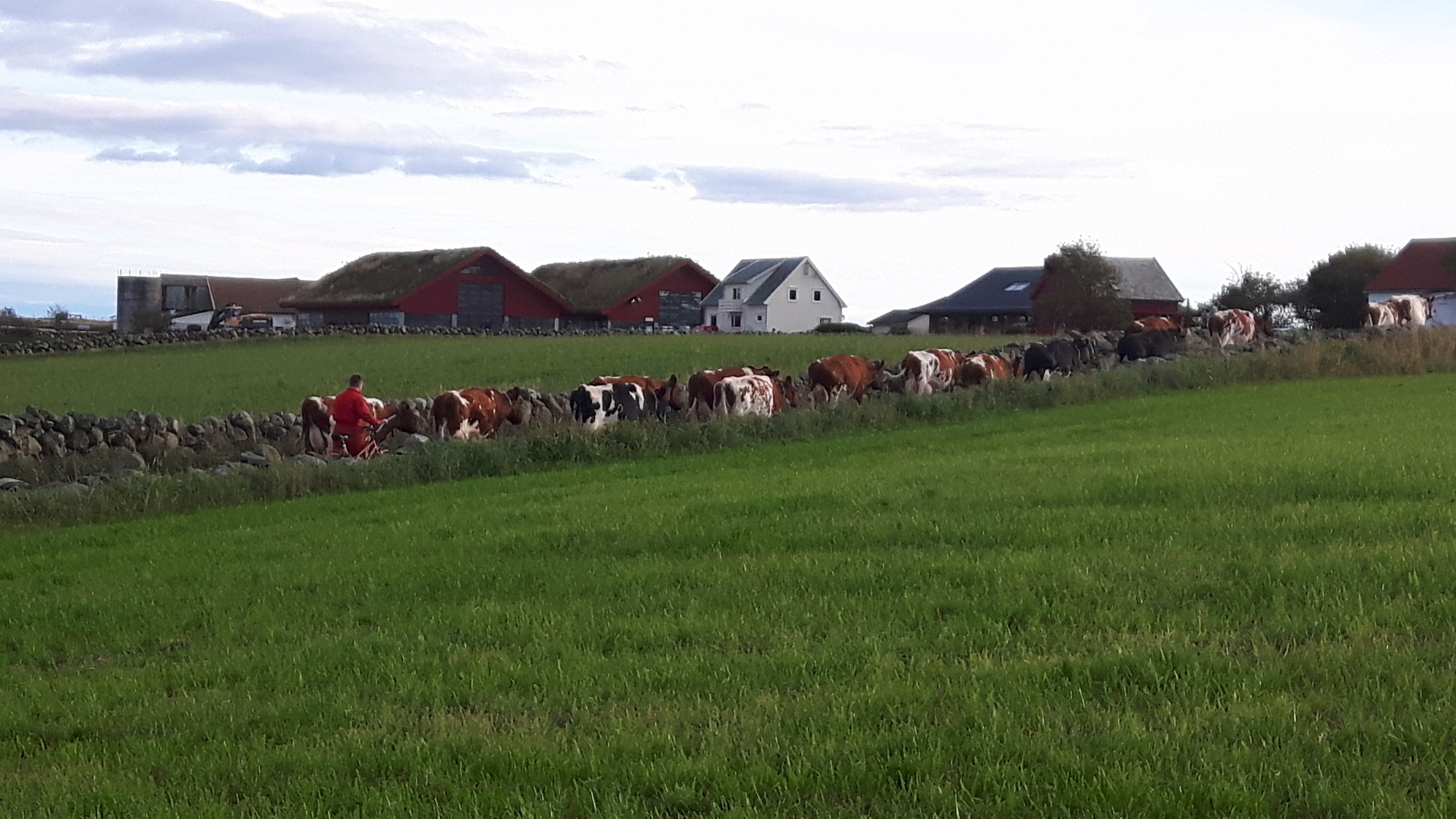 Mjølkekyr hentast heim frå beite.