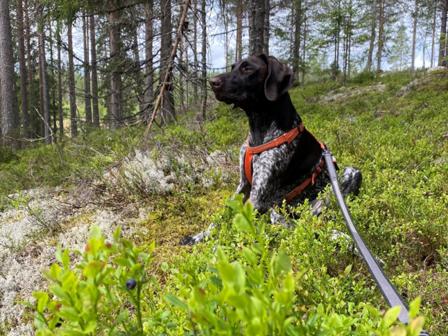 Hund i band.