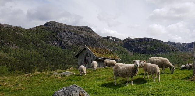 Beitande sauer på Øvre Espelandsstølen
