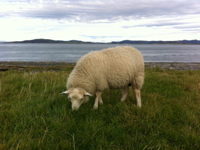 Sau ved Tungenes