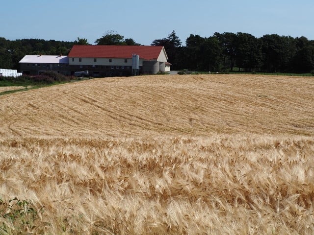 Kornåker ved Hålandsvatnet.