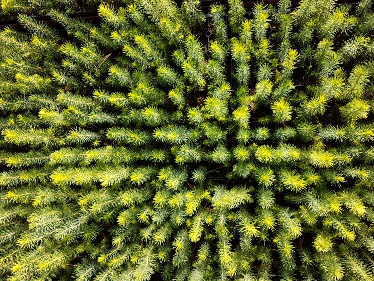 Ett år gamle granplanter i planteskolen.