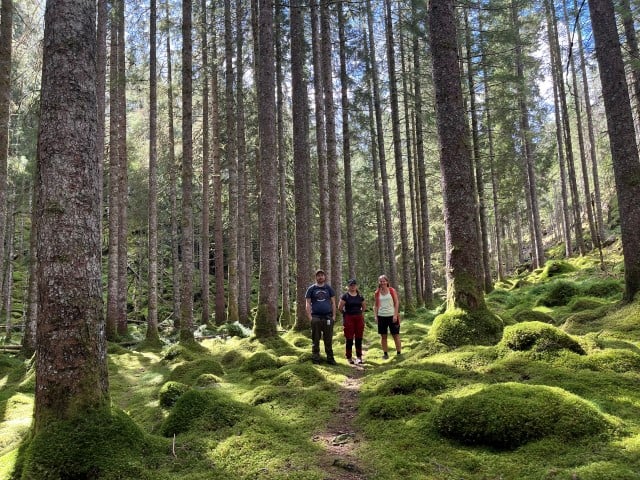 Synfaring i forsøksfelt på Vasshus i Suldal.