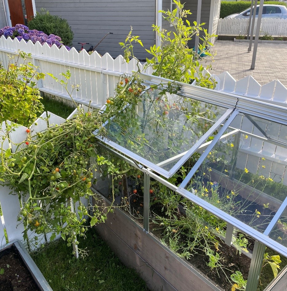 Delvis sjølvberging heima i hagen til familien Rosnes. 