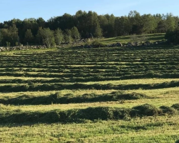 God førsteslått på Åmøy 29. mai 2020.
