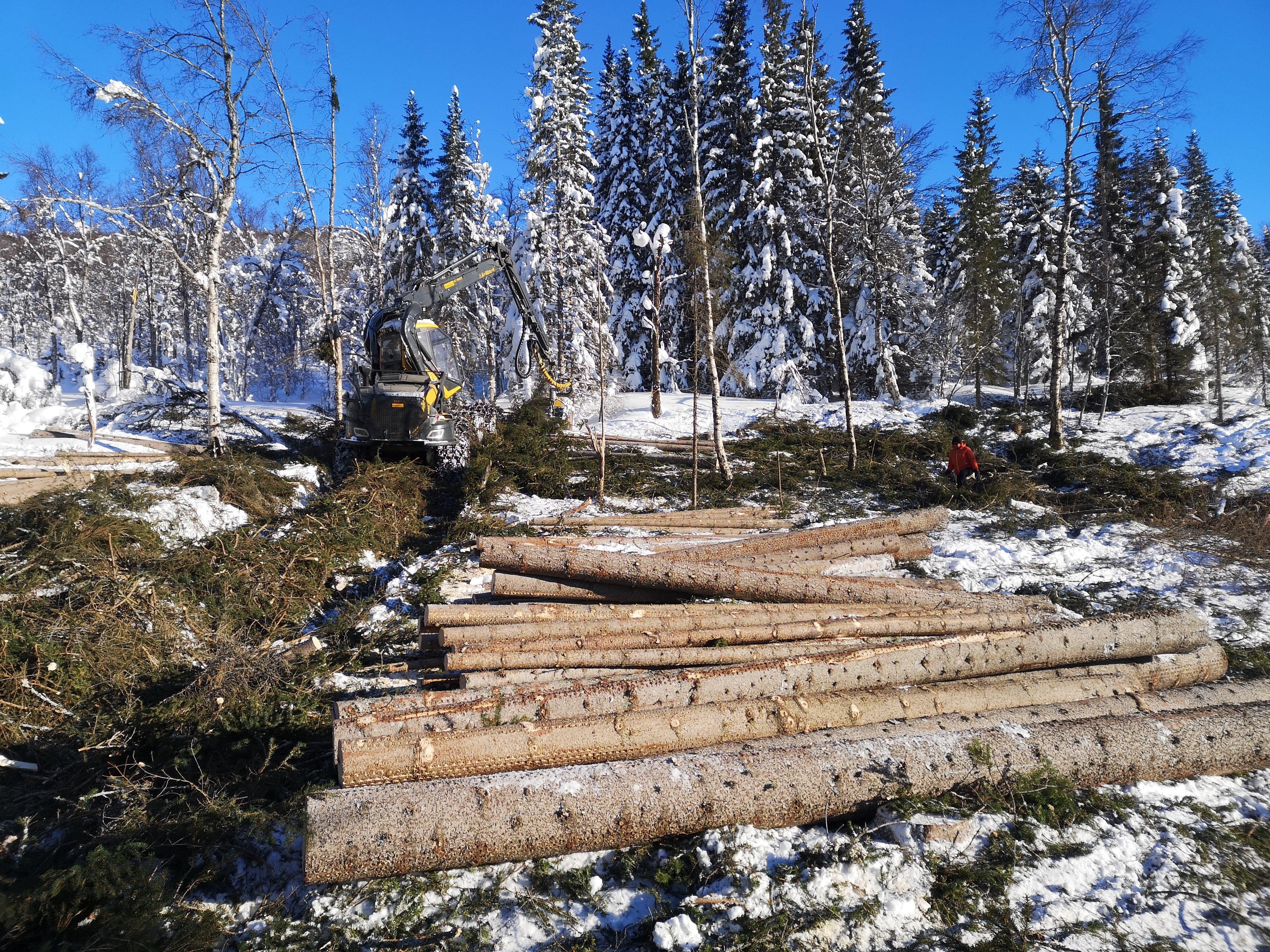 Hogstmaskin i plantefelt.